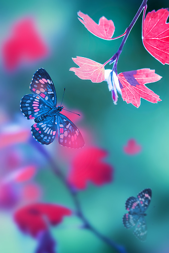 Colorful leaves  and butterflies in flight in forest. Bright  autumn summer natural background. Magical nature of autumn.