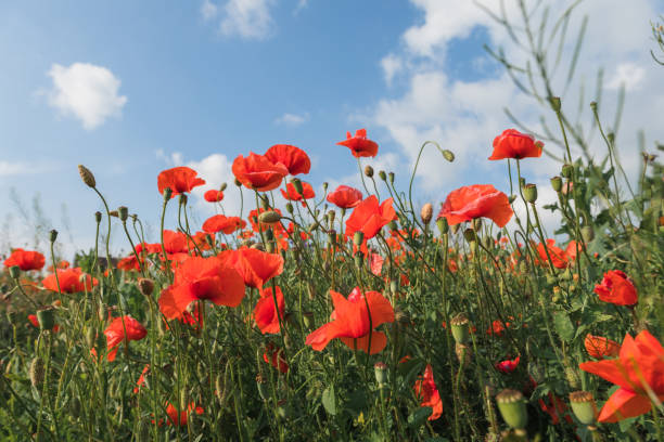 istock Wild poppy flowers on blue sky background. 1396912165