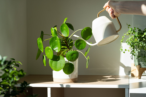 Woman watering potted Pilea peperomioides houseplant on the table at home, using white metal watering can, taking care. Hobby, indoor gardening, plant lovers.