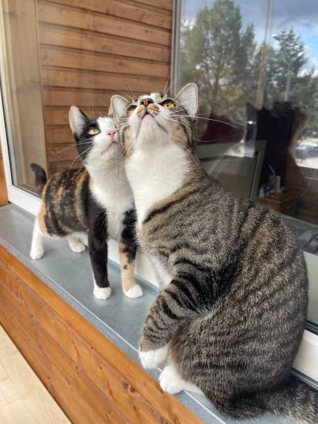 istock Gray and tricolor cats 1396913418