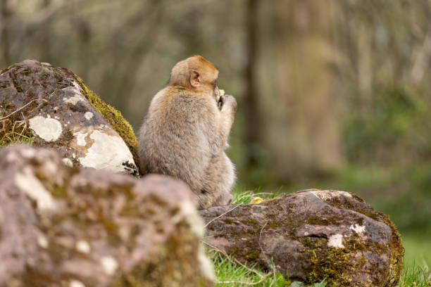 Barbary Macaque The Barbary Macaque Ape (Macaca Sylvanus), sits on the ground eating barbary macaque stock pictures, royalty-free photos & images