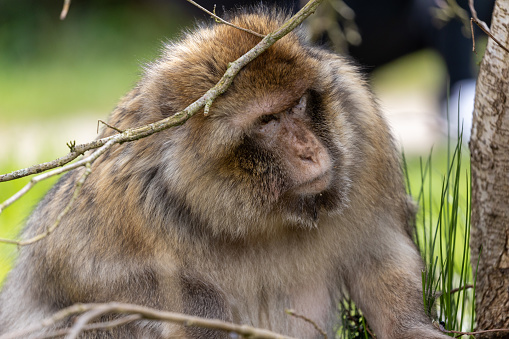 The Barbary Macaque Ape (Macaca Sylvanus), sits on the ground