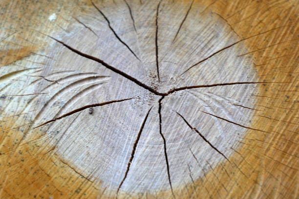 cross section of tree, wood texture, background