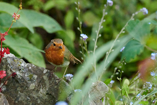 A Robin sits in the late spring growth looking for food in the garden
