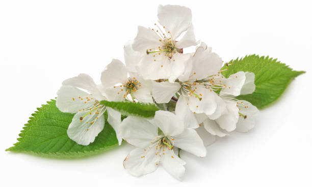 istock White cherry flower with green leaves 1396914760