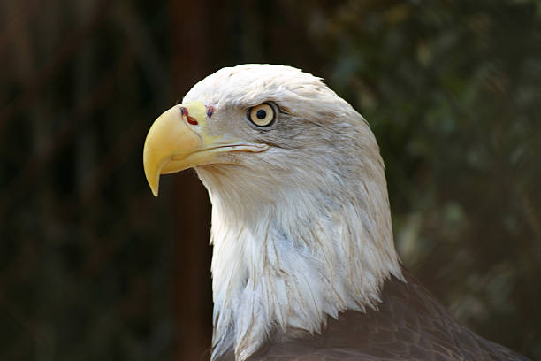 Bald Eagle Profile stock photo