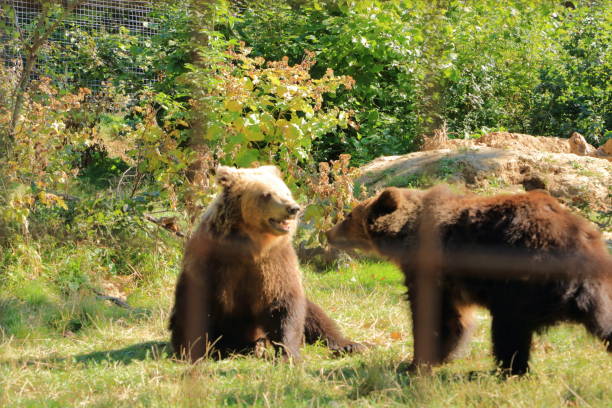 dos cachorros de oso pardo juegan a pelear - winnie the pooh fotografías e imágenes de stock