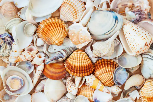 Summer flat lay, pile of colorful seashells close-up, natural background