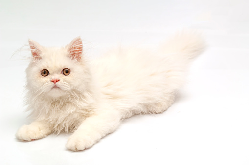 Persian Cat two months old