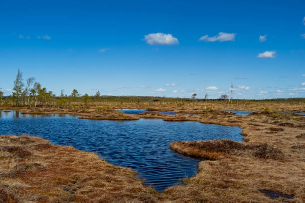 istock bog landscape with small bog pines, grass, moss and dark bog lake. 1396916416