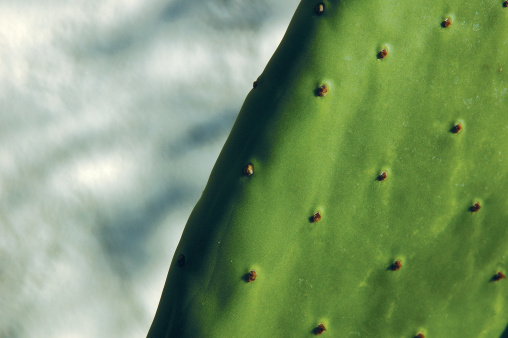 close-up of green cactus
