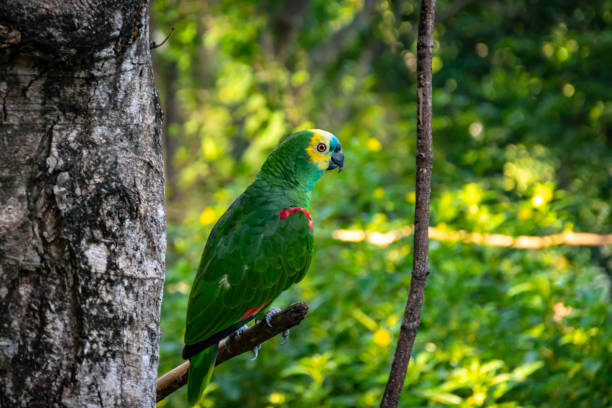 Turquoise-fronted Parrot Turquoise-fronted Parrot (Amazona aestiva) sitting on a tree branch. amazona aestiva stock pictures, royalty-free photos & images