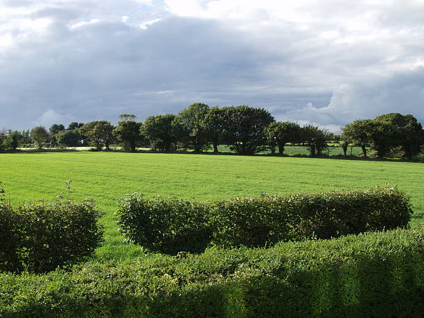 sun 휴식 후 필드 - jersey uk nature landscape 뉴스 사진 이미지