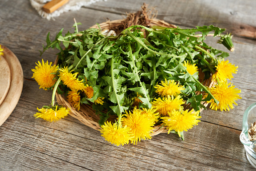 Dandelion flowers with leaves and roots in a basket - ingredient for herbal medicine