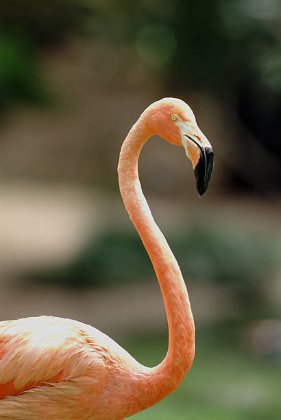 istock Florida Flamingo 139691758