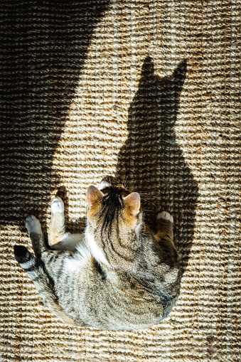 Cat siting on the jute carpet in a sunny day and watching his own shadow