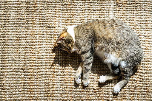 Lazy cat relaxing on the floor over the carpet in a sunny day. Shoot from above