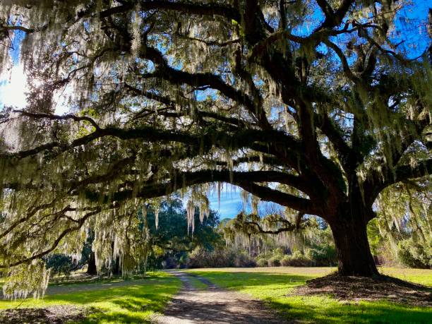 Live oak Huge live oak tree georgia landscape stock pictures, royalty-free photos & images