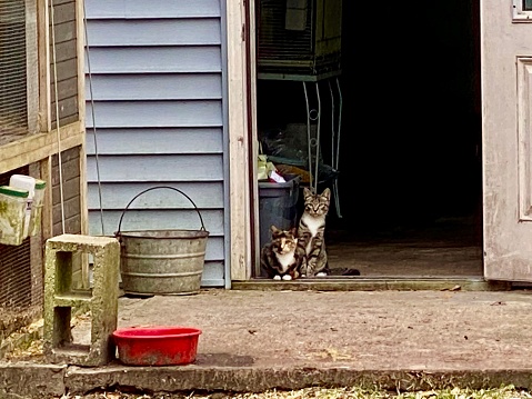 Kittens in the barn