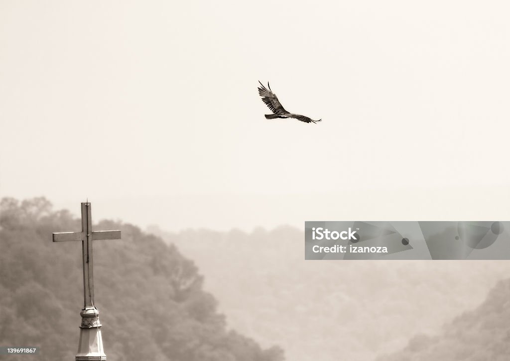 Oiseaux et église - Photo de Aile d'animal libre de droits