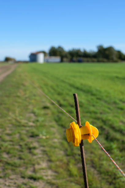 yellow plastic insulator for rural electrifying fence mounted on iron rod in a field.