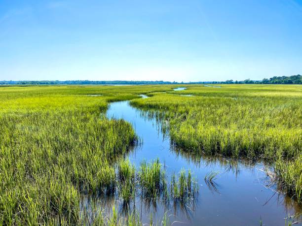 marsh - massachusetts landscape new england spring photos et images de collection