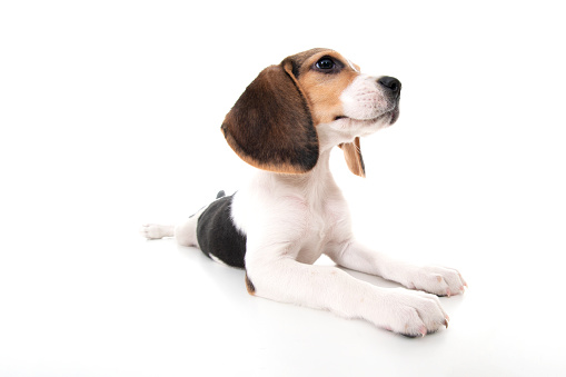 Beagle puppy sitting in green grass