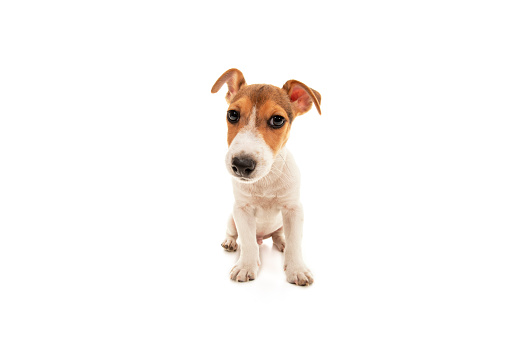 Portrait of Jack Russel Terrier sitting and looking at the camera, isolated on white