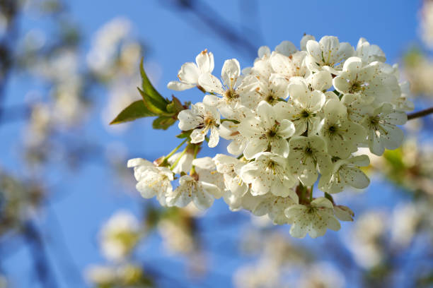 fleurs blanches d’arbre de cerisier au printemps - cherry tree morning sunlight sunny photos et images de collection