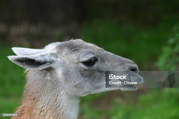 Guanaco Wild Flame Stock Photo - Download Image Now - Animal, Animal Hair, Animal Nose