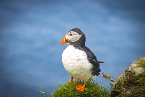 istock North Atlantic puffin, Fratercula arctica, on Faroe Islands 1396919563