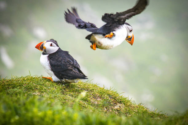 istock North Atlantic puffins, Fratercula arctica, on Faroe Islands 1396919600