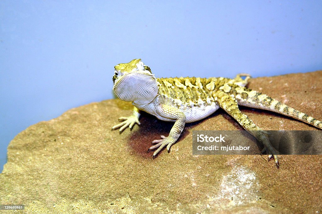 Lagarto de oz - Foto de stock de Agresión libre de derechos