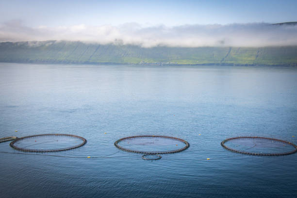istock fish farm on Faroe Islands 1396919864