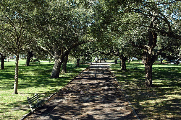 Avenida dos carvalhos - fotografia de stock