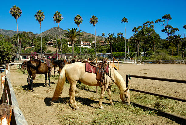 安定した馬で - avalon california ストックフォトと画像