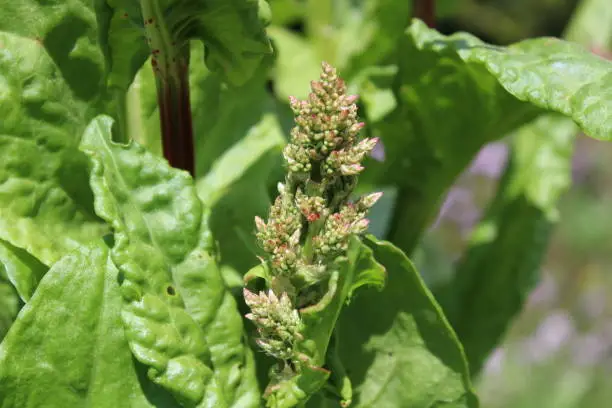 blossoming sorrel in the garden