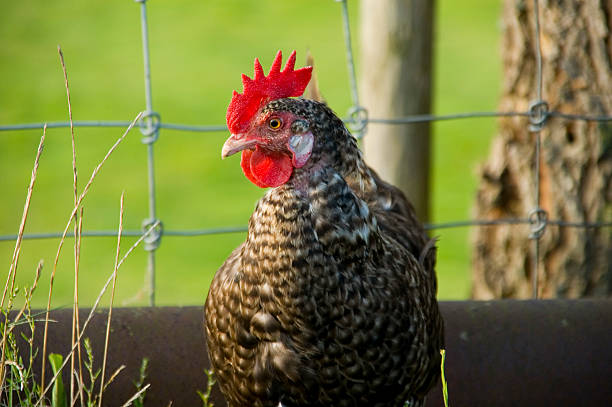 Chicken stock photo