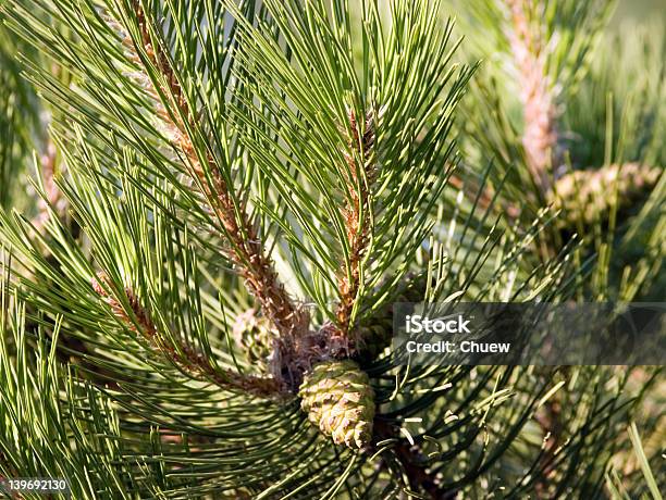 Photo libre de droit de Pin Arbre Branche banque d'images et plus d'images libres de droit de Brindille - Brindille, En botte ou en grappe, Sapin