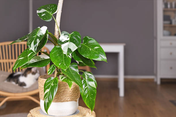 Tropical 'Philodendron White Princess' houseplant