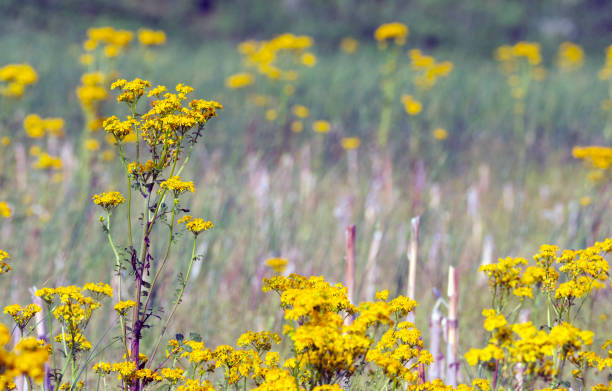 istock Yellow wildflowers in a field. 1396922329