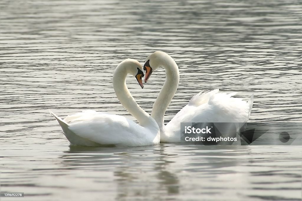 loving swans loving swans forming a heart Animal Heart Stock Photo