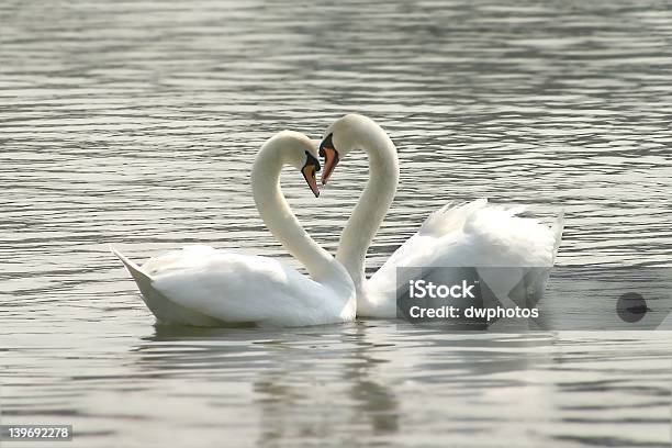 Loving Swans Stock Photo - Download Image Now - Animal Heart, Animal Internal Organ, Bird