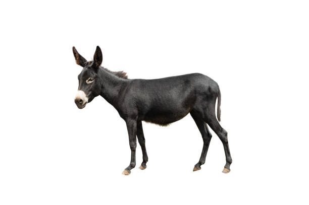 burro negro aislado sobre fondo blanco - mulish fotografías e imágenes de stock