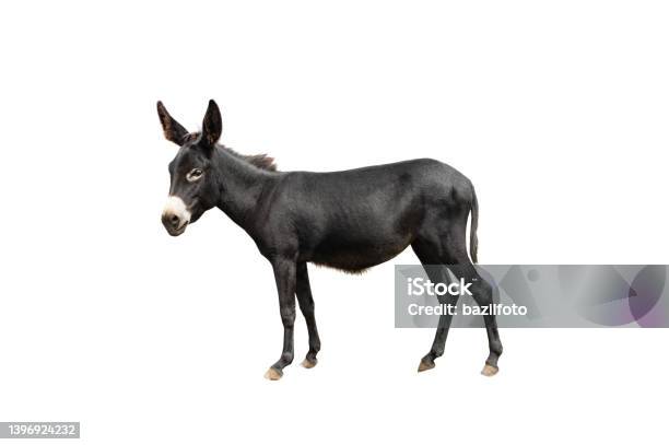 Black Donkey Isolated On White Background Stock Photo - Download Image Now - Donkey, Cut Out, Ass - Horse Family