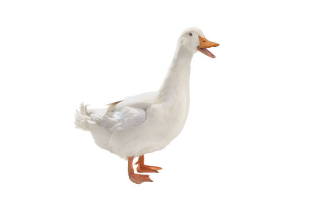 istock duck with open mouth isolated on white background 1396924237