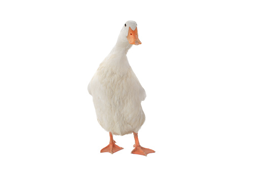 Wooden duck isolated on white
