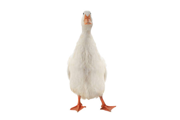 istock confident duck isolated on white background 1396924243
