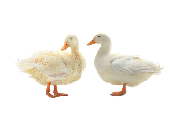 istock dry and wet duck isolated on white background 1396924262