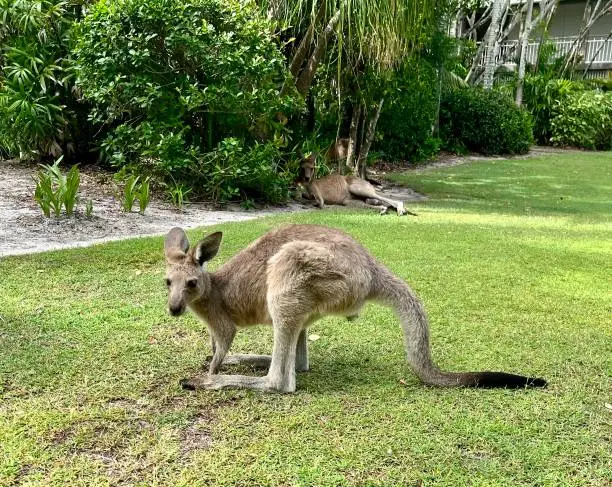 Photo of Kangaroo on lawn